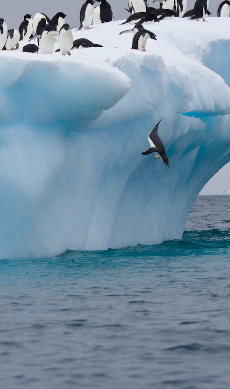 Adélie Penguins Diving Off Iceberg